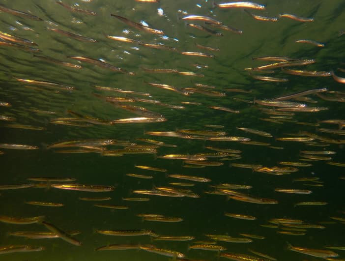 A slender silvery northern sand lance on the sandy seabed