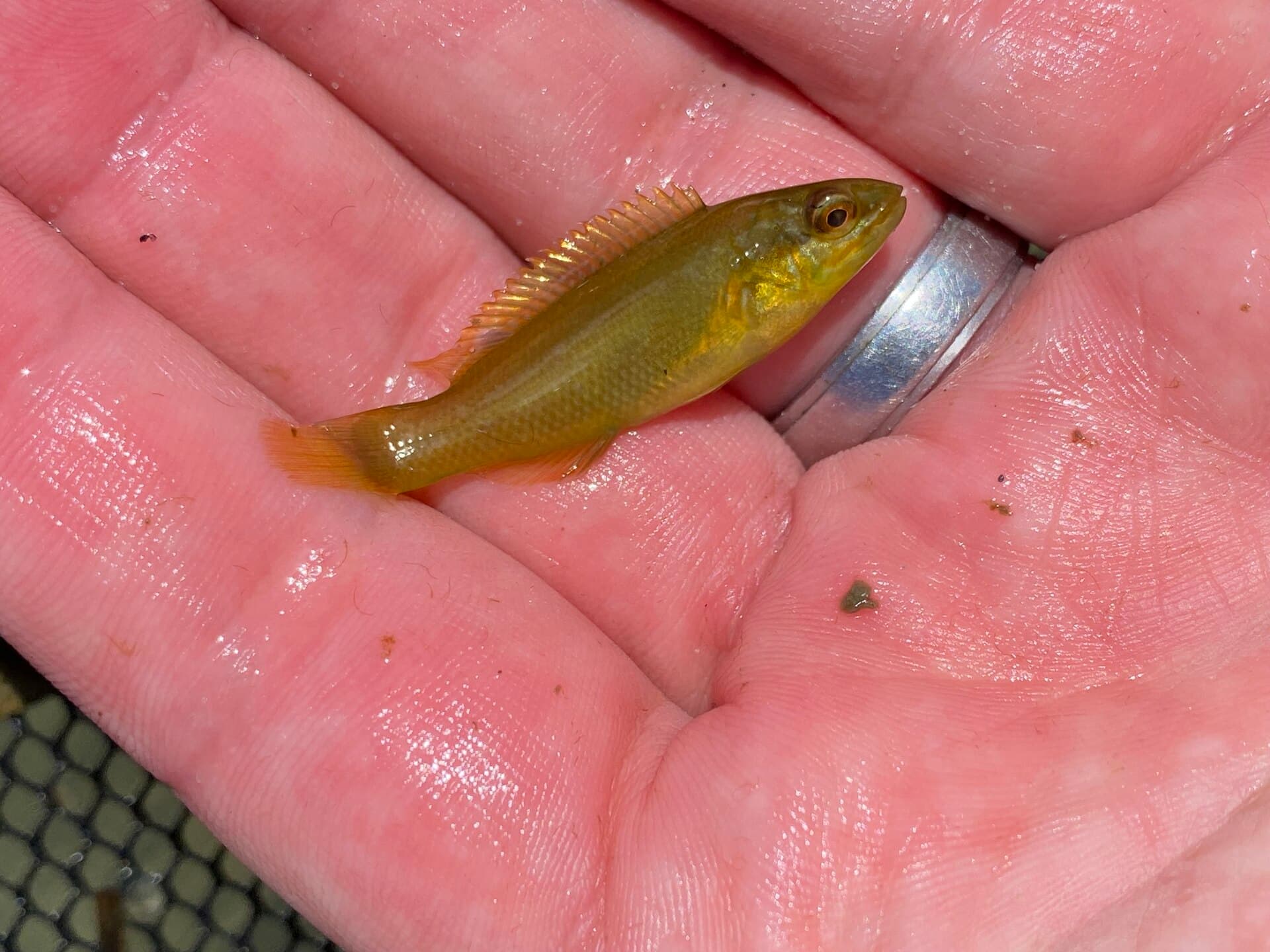 A small golden-green cunner fish resting in an open hand