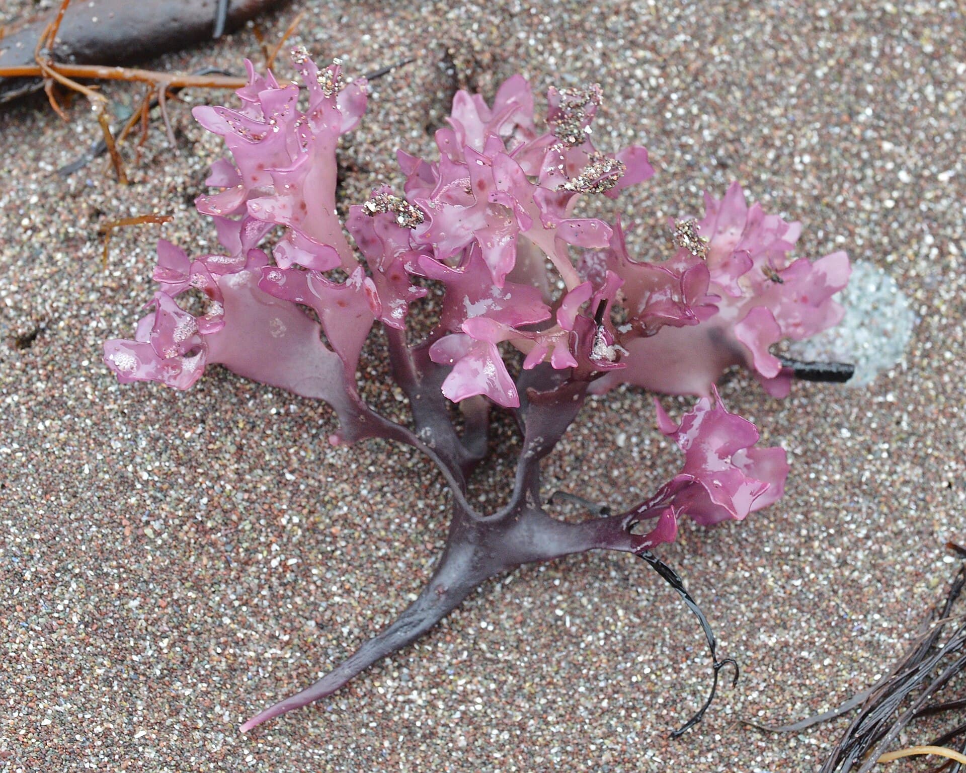A tuft of pink-purple Irish moss lying on wet sand