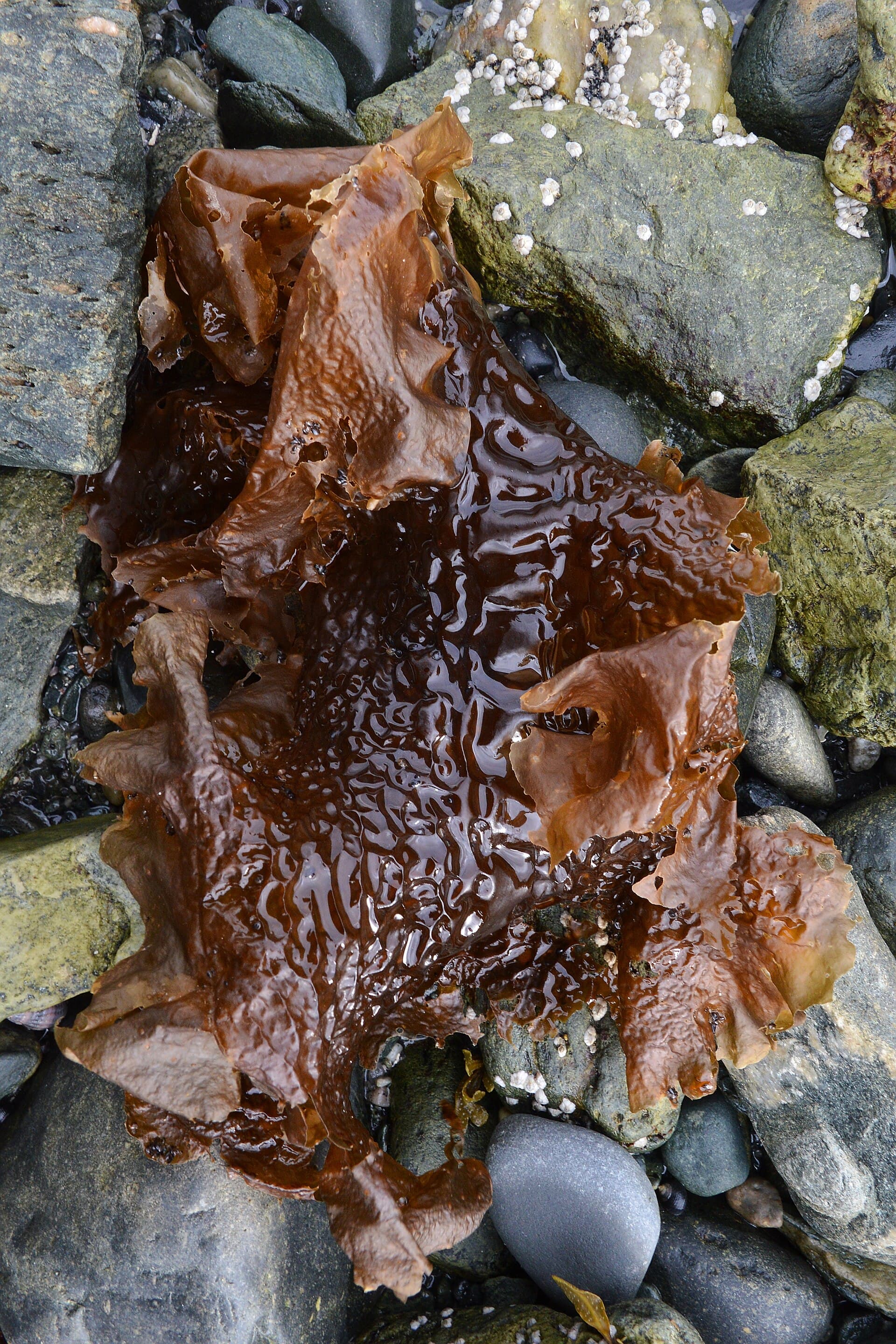 A glossy brown sugar kelp blade draped over beach rocks