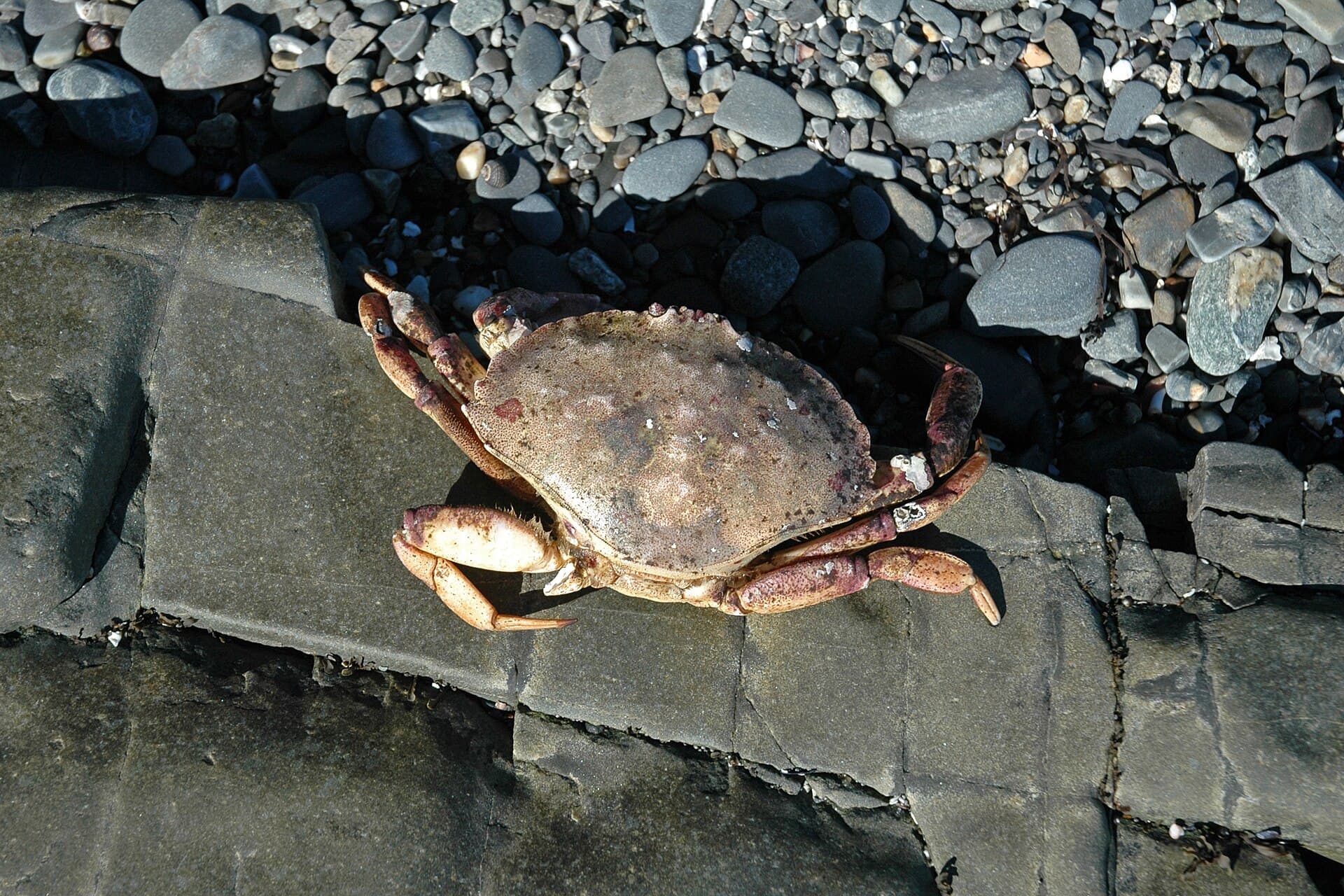 An Atlantic rock crab on a granite ledge above a pebble beach