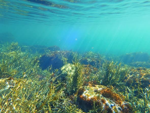 Seaweed-covered rocks in turquoise water