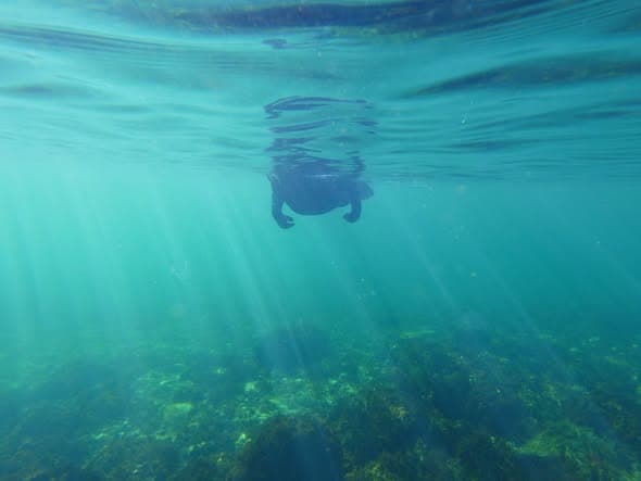 Snorkeler swimming at the surface with sunrays streaming down