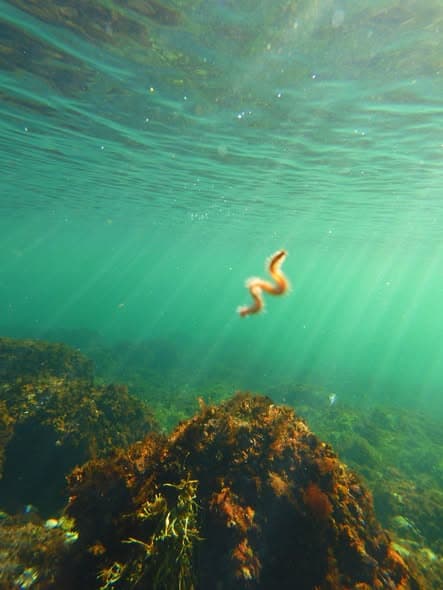 Small sea creature drifting in a sunbeam above seaweed-covered rock