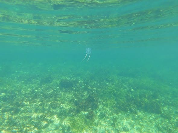 Small jellyfish above a sandy rippled seafloor