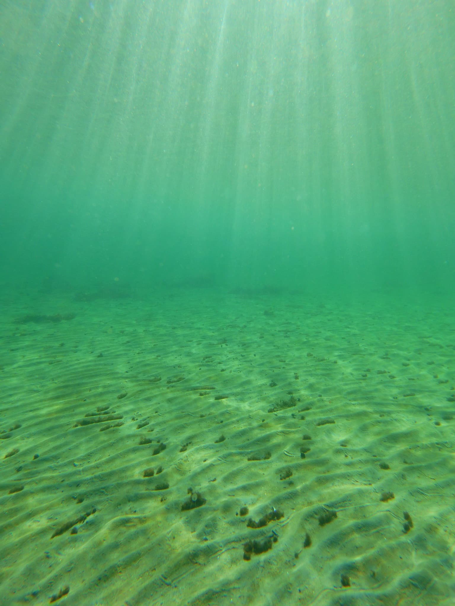 Guided snorkeling in cold Atlantic water
