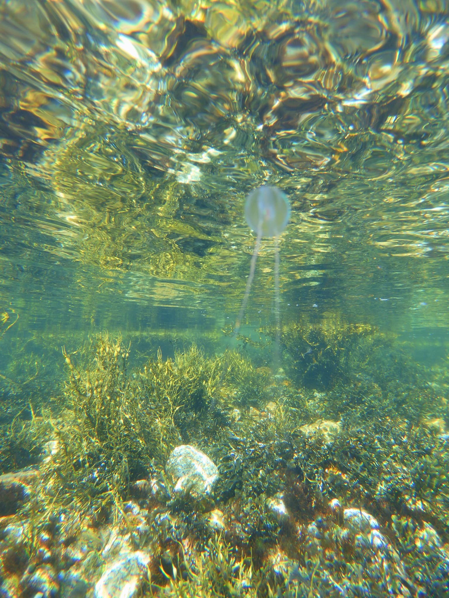 Abby leading snorkelers along the granite coast of Nova Scotia