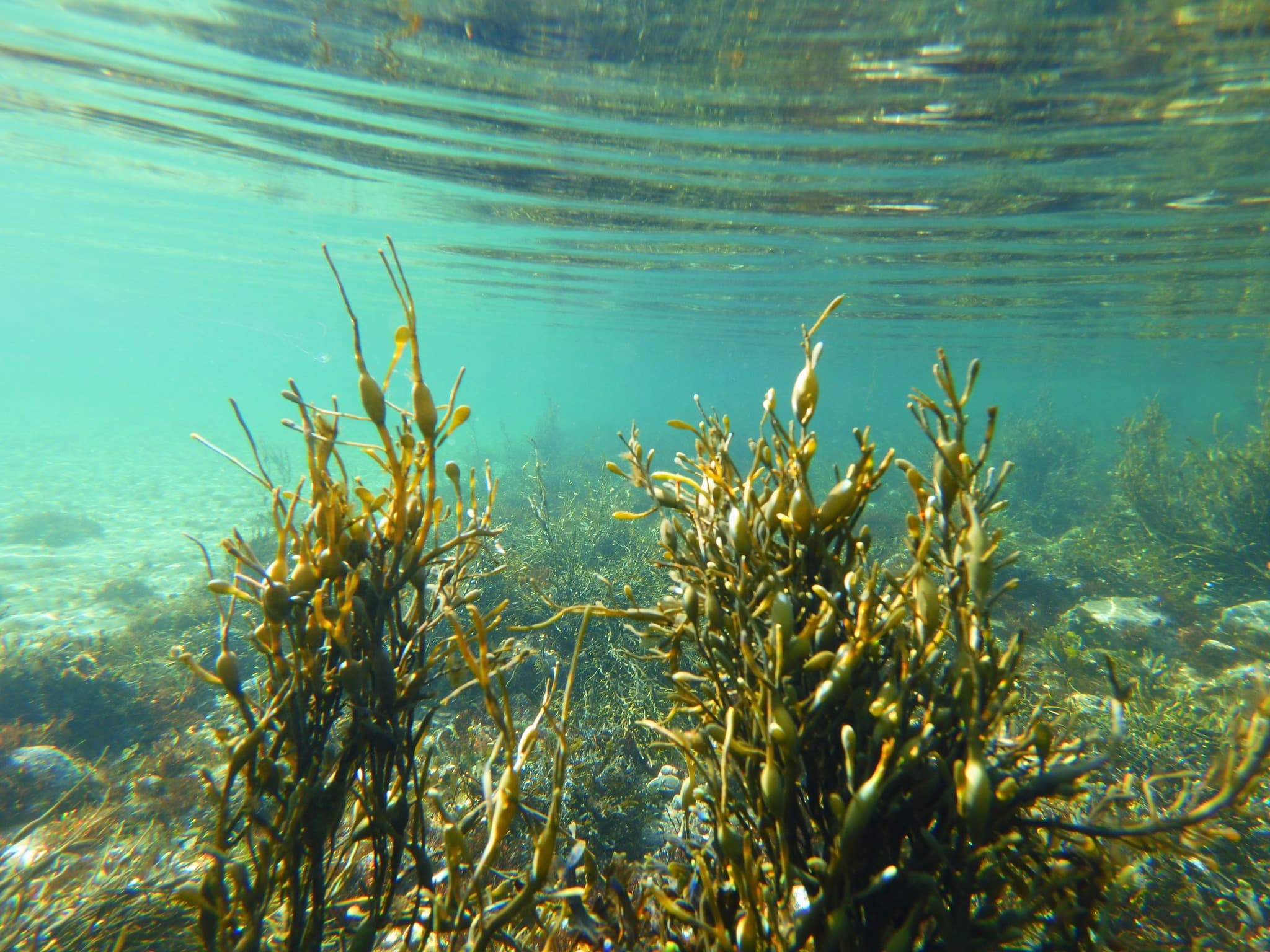 Rockweed standing in clear turquoise shallows