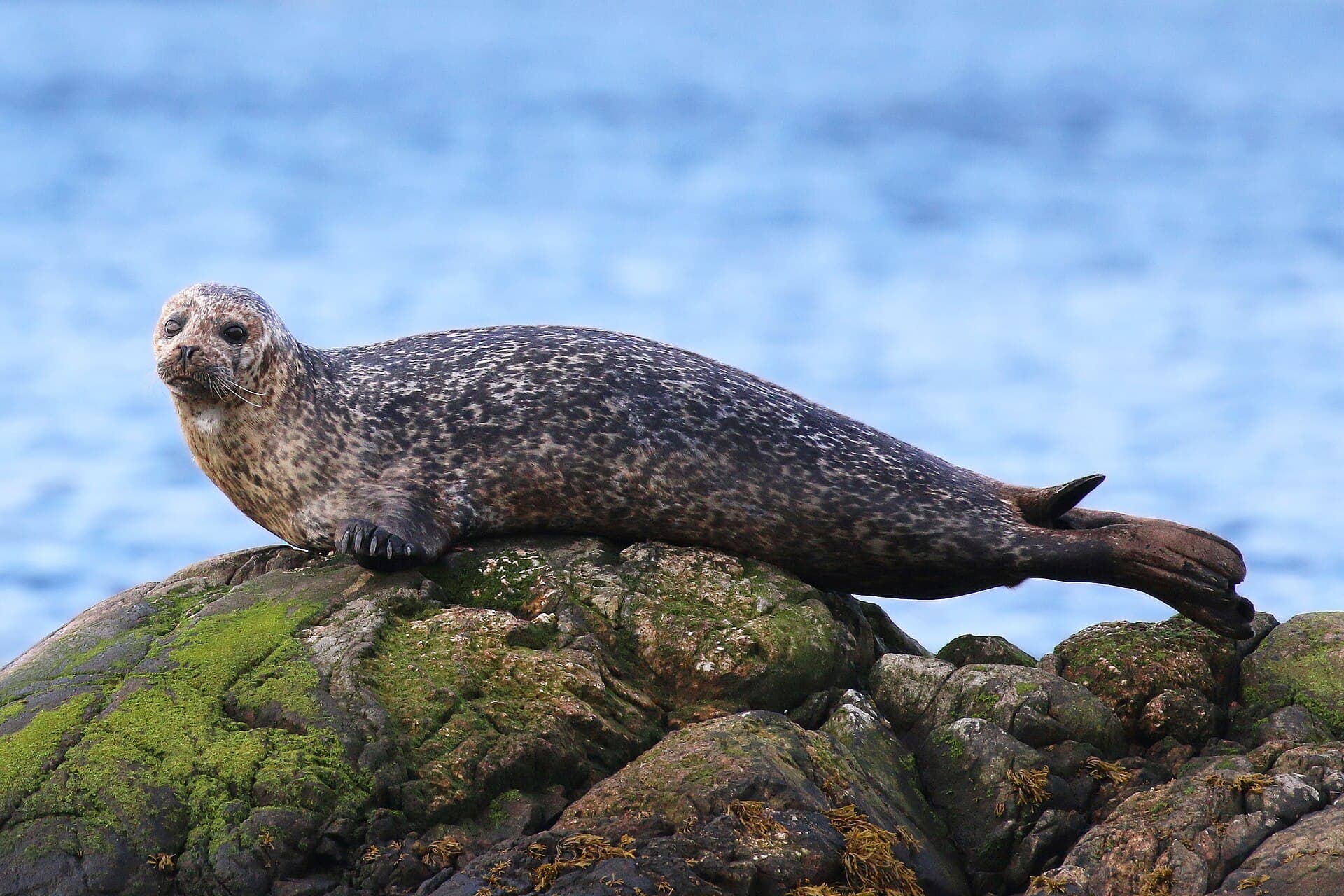 A speckled harbour seal hauled out on a seaweed-covered rock